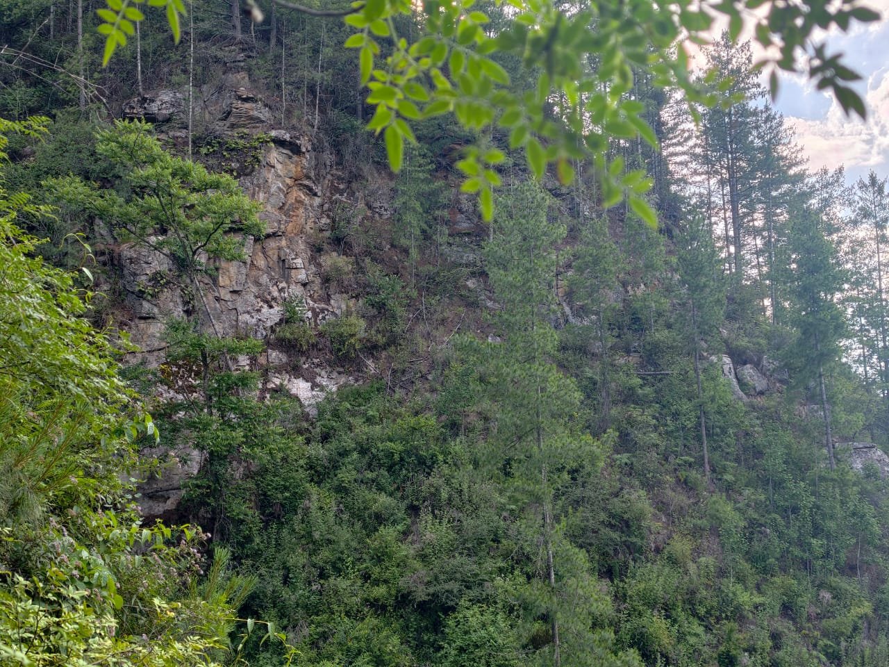 Vegetated cliff face exposing rock strata at the survey site.